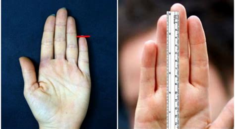 Here S What Your Finger Length Reveals About Your Lifespan