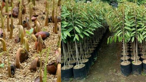 Cara menanam sawi di polybag tanpa semai full dari biji agar cepat panen menggunakan pot wadah bekas. trik termudah!! cara semai biji durian - YouTube