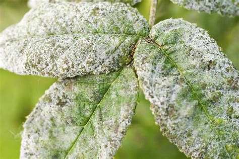 Got white fungus in your mouth? Preventing and Controlling Powdery Mildew