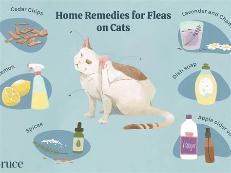 How To Get Rid Of Fleas On Cat At Home Pest Phobia