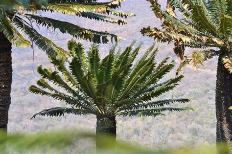 cycad trees in limpopo photo jon allsop africa south africa cactus plants