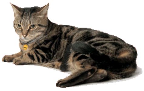 This flea disease in cats has many names, including while all of the above are common symptoms of cat scratch fever, some cats are asymptomatic, meaning they show no signs of the no symptoms; Flea Anemia - Mar Vista Animal Medical Center