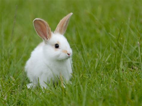 Bunny Definition And Meaning With Pictures Picture Dictionary And Books