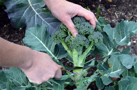 Picking Your Broccoli Top Harvesting Tips