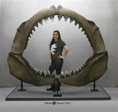 Megalodon - The Megalodon Shark | hubpages