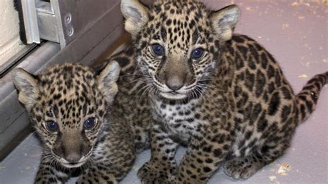 Jaguar Cubs Born At Milwaukee Zoo Bring New Genes Yahoo News