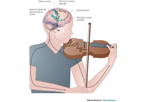 The Surprising Science Behind What Music Does To Our Brains Music