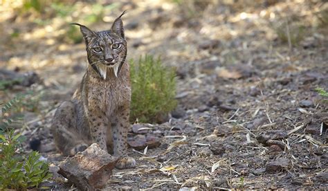 10 Animals Found In Spain Worldatlas