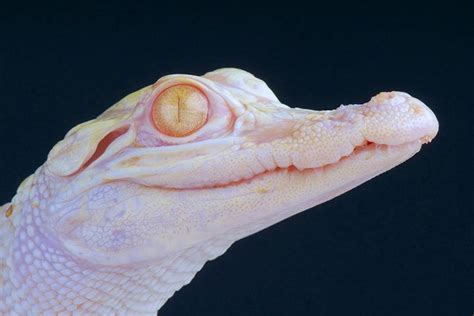 Albino Animals Amazing Facts And Pictures