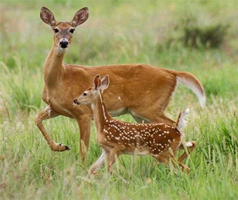 Elegant Whitetail Doe And Her Beautiful Spotted Fawn ♥️ Baby Deer