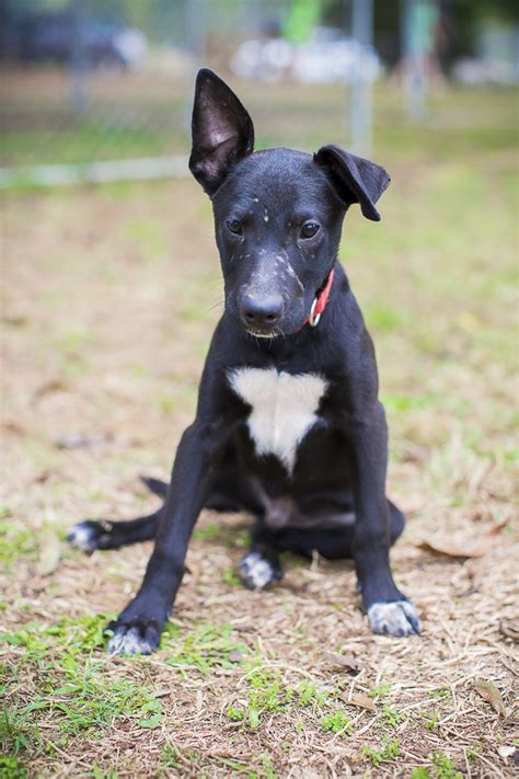 Dog • terrier, american pit bull / shepherd. Adopt Me: Humane Society of Union County, NC - Daily Dog Tag