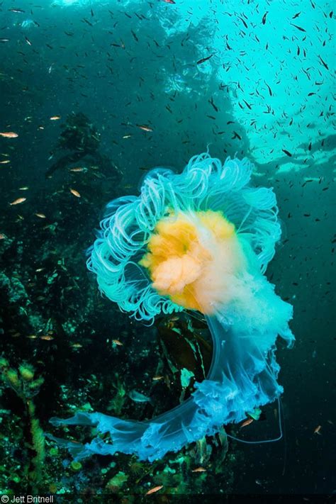 The fried egg jellyfish is translucent, white, or pale yellow with a yellow internal mass (gonads) which gives the bell the appearance of an egg freshly cracked into a pan. An Underwater Photographer's Guide to British Columbia