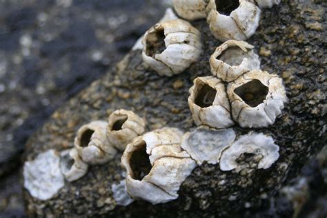 Acorn Barnacles Facts