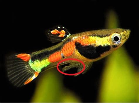A short video comparing endler guppies and common guppies, on a basis of deciding which species is best for you. Fish Be With You!: Telling the Gender Apart