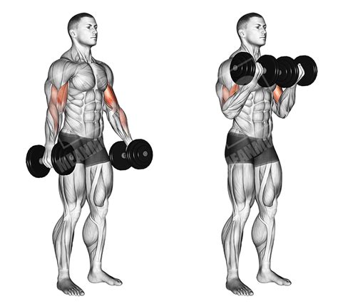 Peaky Bicep Workout Meanmuscles