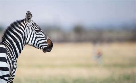 About Us Yellow Zebra Safaris