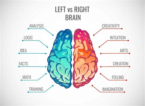 Right And Left Brain And Entrepreneurship Deteiled Explanation