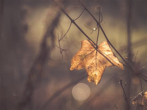 Selective Focus Photography Of Brown Leaf Hd Wallpaper Wallpaper Flare