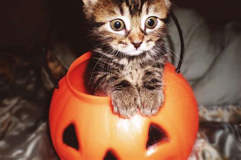 Happy Meowloween These 14 Cats In Pumpkins Will Put A Spell On You