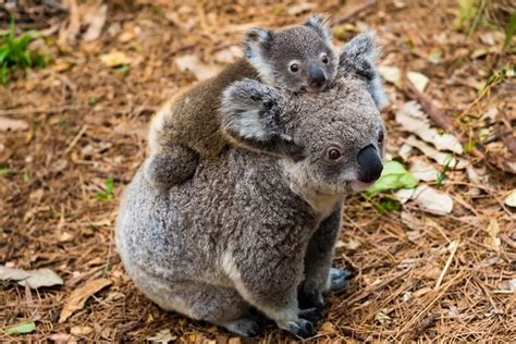 Wildlife In Brisbane Top 10 Wild Native Australian Animals In
