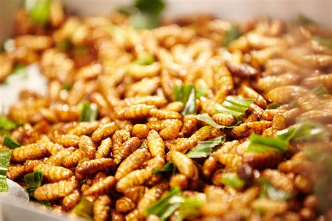 Silkworm Pupae Aka Ground Cucumber Edible Insect Recipe