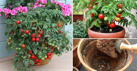 Growing Tomatoes In Pots Note 13 Tomato Growing Tips For Containers