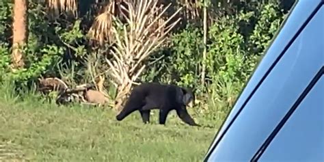 Black Bear Captured At Florida Airport After Being Spotted By Tsa Agents