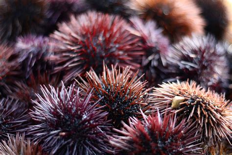 Can You Eat Sea Urchin A Deep Dive Into The Thorny Echinoderm