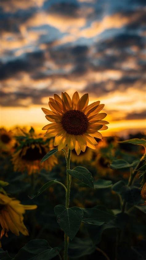 Sunflower Profile Picture Aesthetic Sunflower Wallpapers Sunflowers