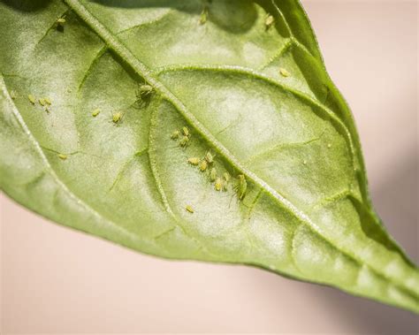 How To Identify Houseplant Pests Gnats Spider Mites Aphids And More