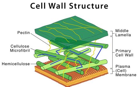Cell Wall Structure Composition Location Significance And
