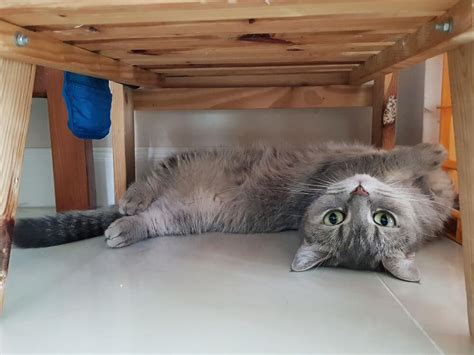 How To Stop My Cat From Going Under The Bed Bed Western