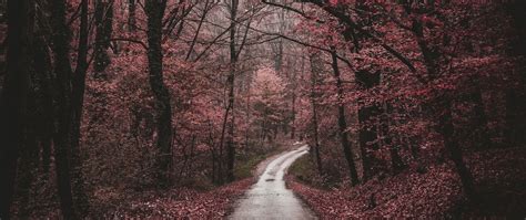Download Wallpaper 2560x1080 Forest Path Trees Autumn Walk Dual