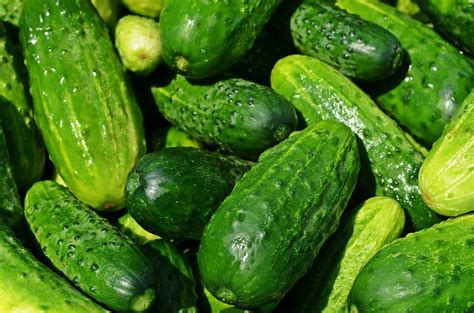 They have a softer texture and are sweet or tart in taste. 7 Expert Tips to Growing Cucumbers at Home - GardenAware.com