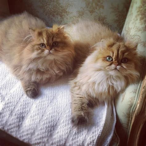 38 Best Pictures Teacup Persian Cat The 25 Best Teacup Persian Cats