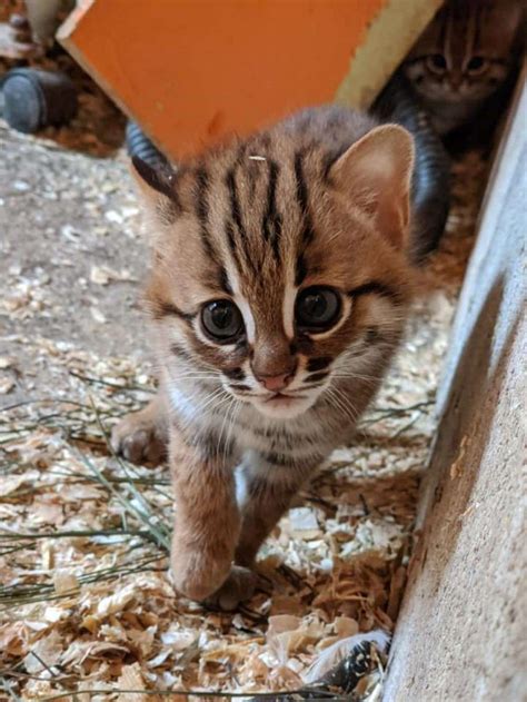 Rare Tiny Cubs Of World‘s Smallest Wild Cat Species Born At Uk Animal Sanctuary Iflscience