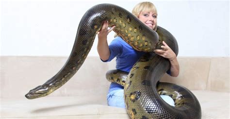 The Largest Snake You Can Keep As A Pet Wiki Point