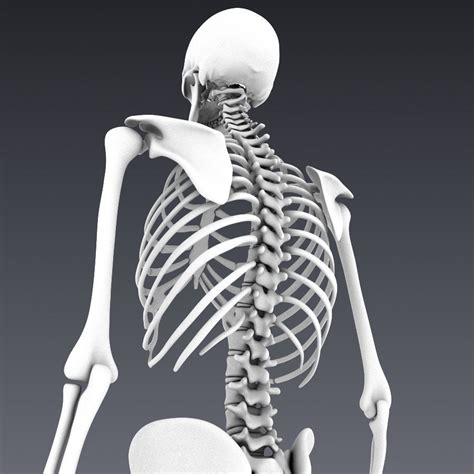 3d Model Human Skeleton Rigged Vr Ar Low Poly Rigged Animated Max