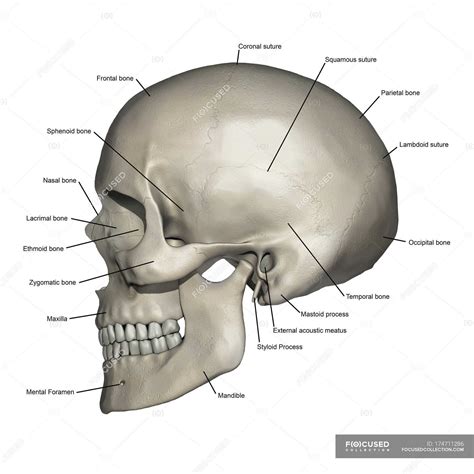 Lateral View Of Human Skull Anatomy With Annotations — Healthcare
