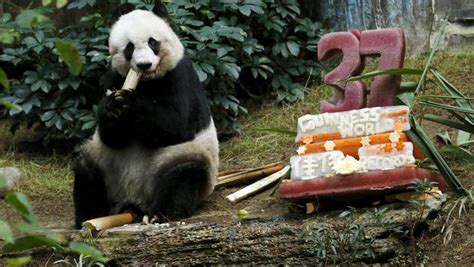 Jia Jia The Worlds Oldest Ever Captive Panda Dead At 38 Cbs News
