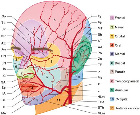 Arteries Of The Face And Neck Plastic Surgery Key Arteries Anatomy