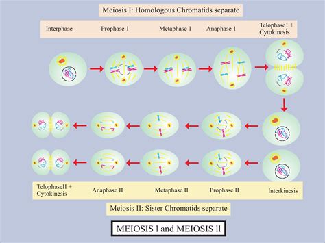 Meiosis I Is A Reduction Division Meiosis Ii Is Equational Class 11
