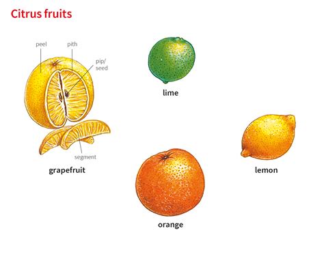Citrus Fruits Origin Dini Fruit