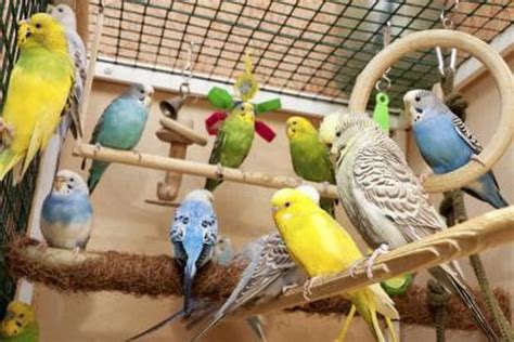 Signs Of Pregnancy In A Budgie Cuteness