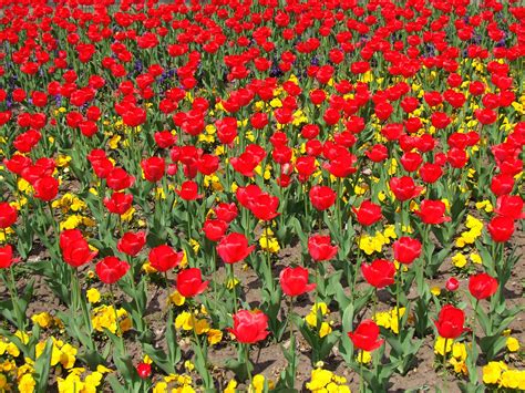 Tulip Flowers Red Free Photo On Pixabay Pixabay