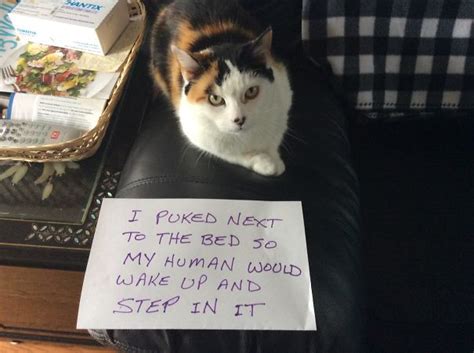 Funniest Cat Shaming Signs 2048