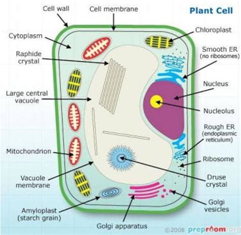 Draw The Well Labelled Diagram Of Plant Cell Mention The Function Of