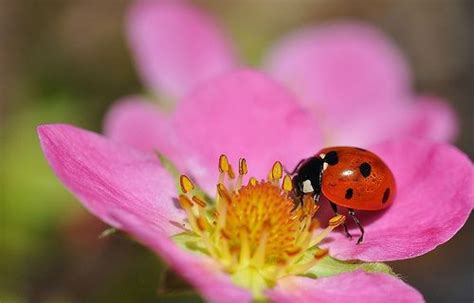 Gallery For Real Ladybugs On Flowers Pink Pink Pink Pinterest