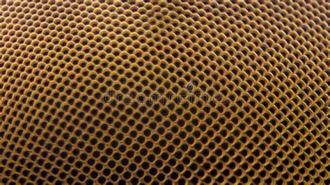 3692 Insect Eye Texture Photos Free And Royalty Free Stock Photos From