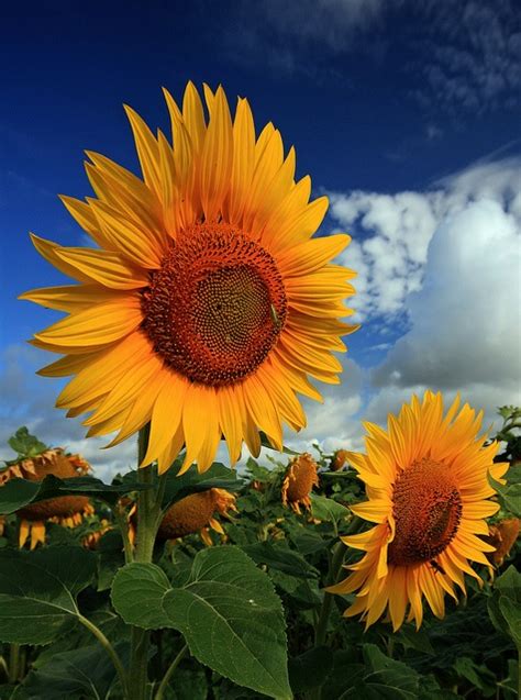 Wallpapers Images Picpile Autumn Beautiful Sunflowers Wallpapers